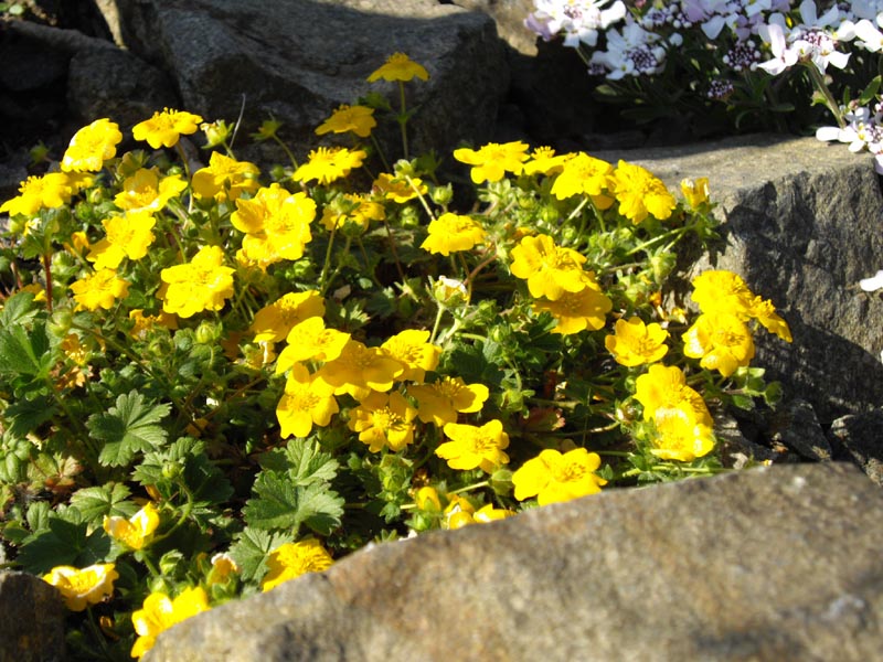 Potentilla aurea photo